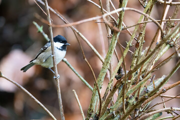 Adult Coal Tit UK (periparus ater) perched on a thin branch in a hedge - Yorkshire, UK in Winter