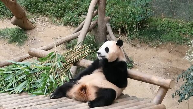 Close up Happy Panda, Fu Bao, Everland, South Korea