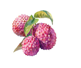 cute lychee vector illustration in watercolour style