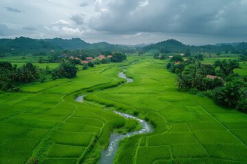 Rice fields on terraced