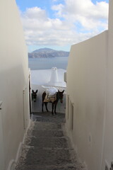 Esel auf Santorin in Oia