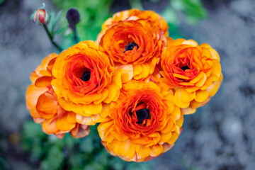 bouquet of orange roses in a garden 
