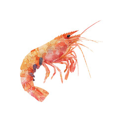 shrimp vector illustration in watercolour style