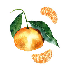 Mandarin on a branch and mandarin slices watercolor element isolated on transparent background