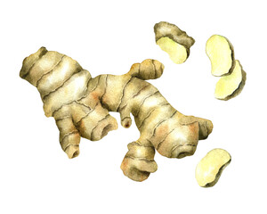 Ginger root and ginger slices watercolor element isolated on transparent background