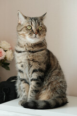 Obraz premium Portrait of beautiful tabby grey cat with yellow eyes, sitting at home.
