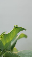 Natural green leaves with blurred background

