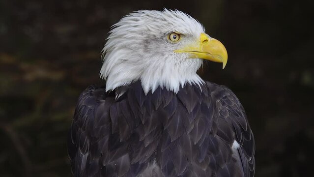 American Eagle on a blurred background in the forest