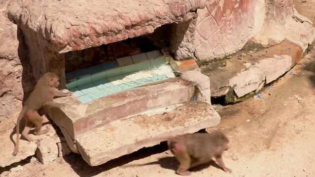Monkeys drink water in a zoo