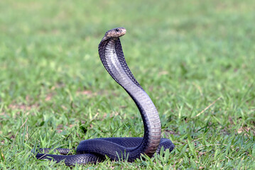 A cobra snake is in an attack position in a large grassland