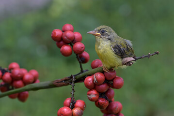 a baby bird perched on a tree branch