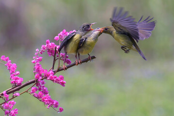 A mother bird is feeding her chicks