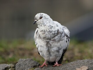 white pigeon on a rock