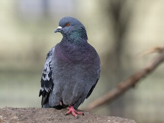 pigeon on a branch