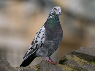 pigeon on a rock