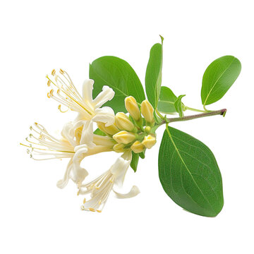 Honeysuckle on white background,png