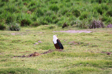 African Fish Eagle watching out for predators  at the Amboseli National Park, Kenya
