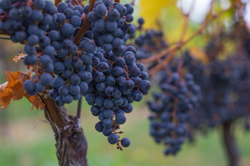 A blue grape hanging in a vineyard.
