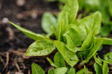 Sorrel close up