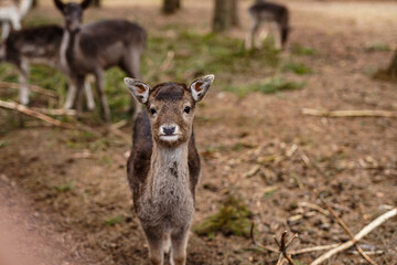 A young deer in the forest