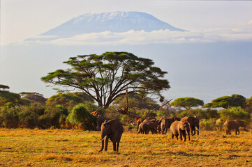 A timeless scene of  a large herd of elephants pictured against the backdrop of the soaring walls of Mount Kilimanjaro at Amboseli National Park, Kenya