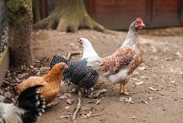 Hens in the yard