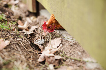 A hen in the henhouse
