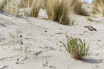 views of the beach inside the Parco dell'Uccellina, Grosseto, Tuscany, Italy