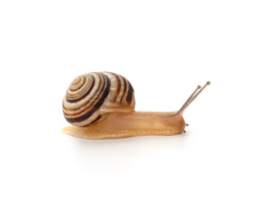 One striped snail.