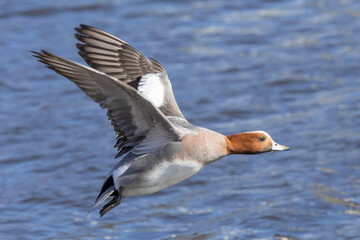 飛ぶヒドリガモの雄