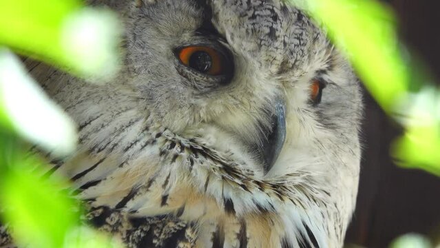 portrait of sibiricus bubo on a blurred background in the forest, slow motion