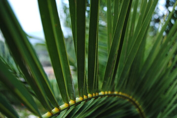 palm tree leaves