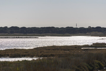 views of the inside of the Diaccia Botrona Natural Reserve, Castiglione della Pescaia, Grosseto, Tuscay, Italy