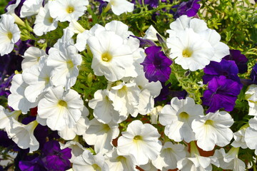 A petunia plant with flowers. Petunia, Petunias in the tray,Petunia in the pot, multicolor petunia