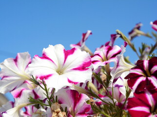 Fototapeta premium A petunia plant with flowers. Petunia, Petunias in the tray,Petunia in the pot, multicolor petunia