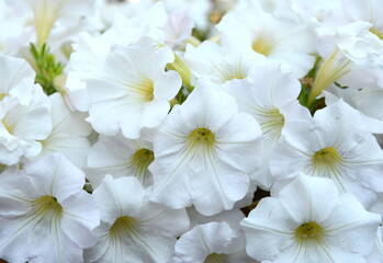 Obraz premium A petunia plant with flowers. Petunia, Petunias in the tray,Petunia in the pot, multicolor petunia