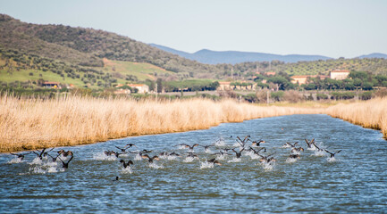 views of the inside of the Diaccia Botrona Natural Reserve, Castiglione della Pescaia, Grosseto, Tuscay, Italy