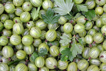 Harvested ripe berries gooseberries