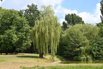 Fototapeta na wymiar Drzewa w parku nad wodą.