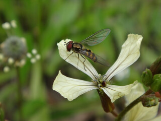Spotted thintail hover fly (Meliscaeva auricollis), male resting on a rocket flower