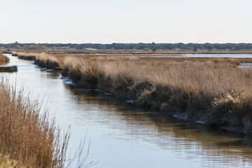 views of the inside of the Diaccia Botrona Natural Reserve, Castiglione della Pescaia, Grosseto, Tuscay, Italy