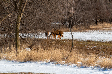 Urban Deer Grazing In The Snow During Spring Thaw In De Pere, Wisconsin