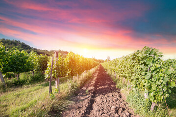 Beautiful vineyards at sunset in Tuscany, Italy. High quality photo