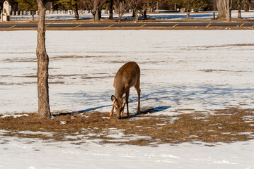 Urban Deer Grazing In The Snow During Spring Thaw In De Pere, Wisconsin