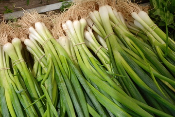 Obraz premium pile of freshly harvested green onions. Fresh onion for sell