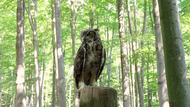 bubo bubo sitting on a tree stump against the backdrop of a forest