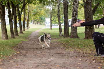 Naklejka na ściany i meble Man and dog walking in autumn park
