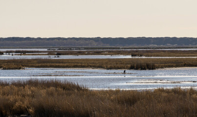 views of the inside of the Diaccia Botrona Natural Reserve, Castiglione della Pescaia, Grosseto, Tuscay, Italy