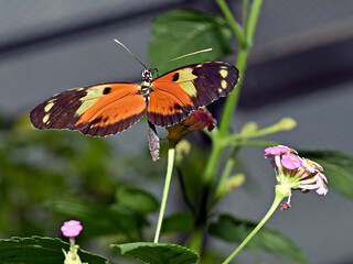 Piękny motyl.