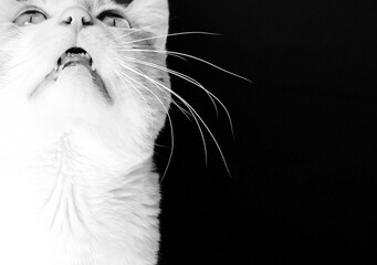 black and white cat © josep miquel*